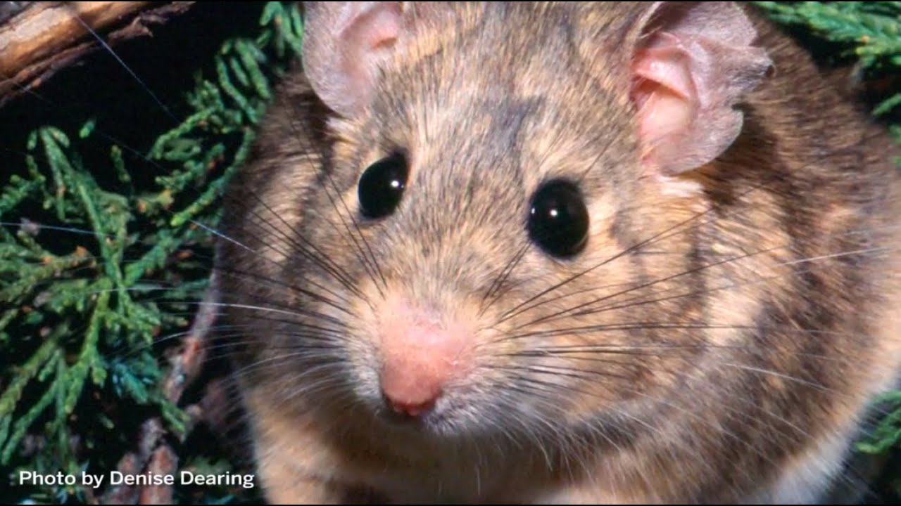 Asset Allocation Lessons from Desert Wood Rats Honeybee Capital