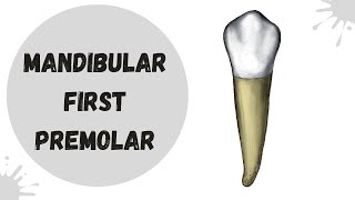 Mandibular First Premolar | Tooth Morphology Made Easy