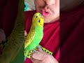 TAME BUDGIES PARROT FUNN WITH ME#funnybirds #ytshorts #100percent VIRAL SHORT #birdy #qualitybirds
