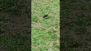 just watching a #crow go about my yard #bird #birdwatching #nature #birdwatch #birdnerd