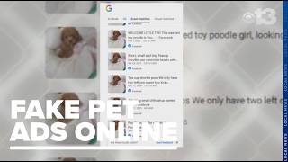 BBB warns 80% of online pet ads are fake; how to spot the red flags
