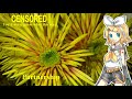 【Kagamine Rin】パートナーシップ(松任谷由実);Partnership (Yumi Matsutoya) 2000【Vocaloid 5】鏡音リン