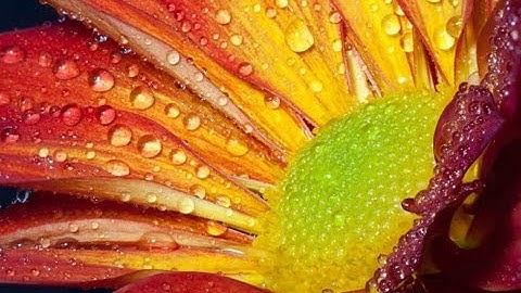 Macro Focus Stacking/Image Stacking Tutorial-How To Do Close-up Digital Photography