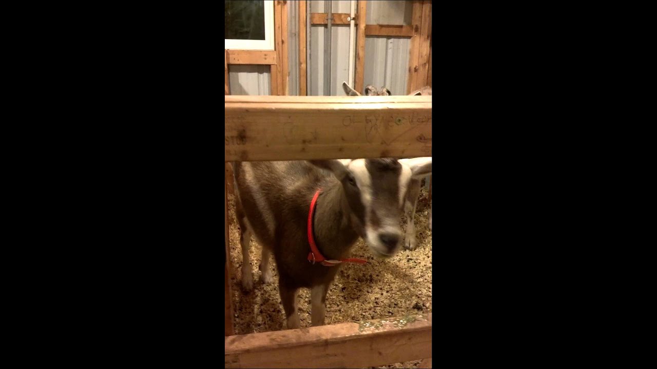 Goat with Upset Stomach YouTube