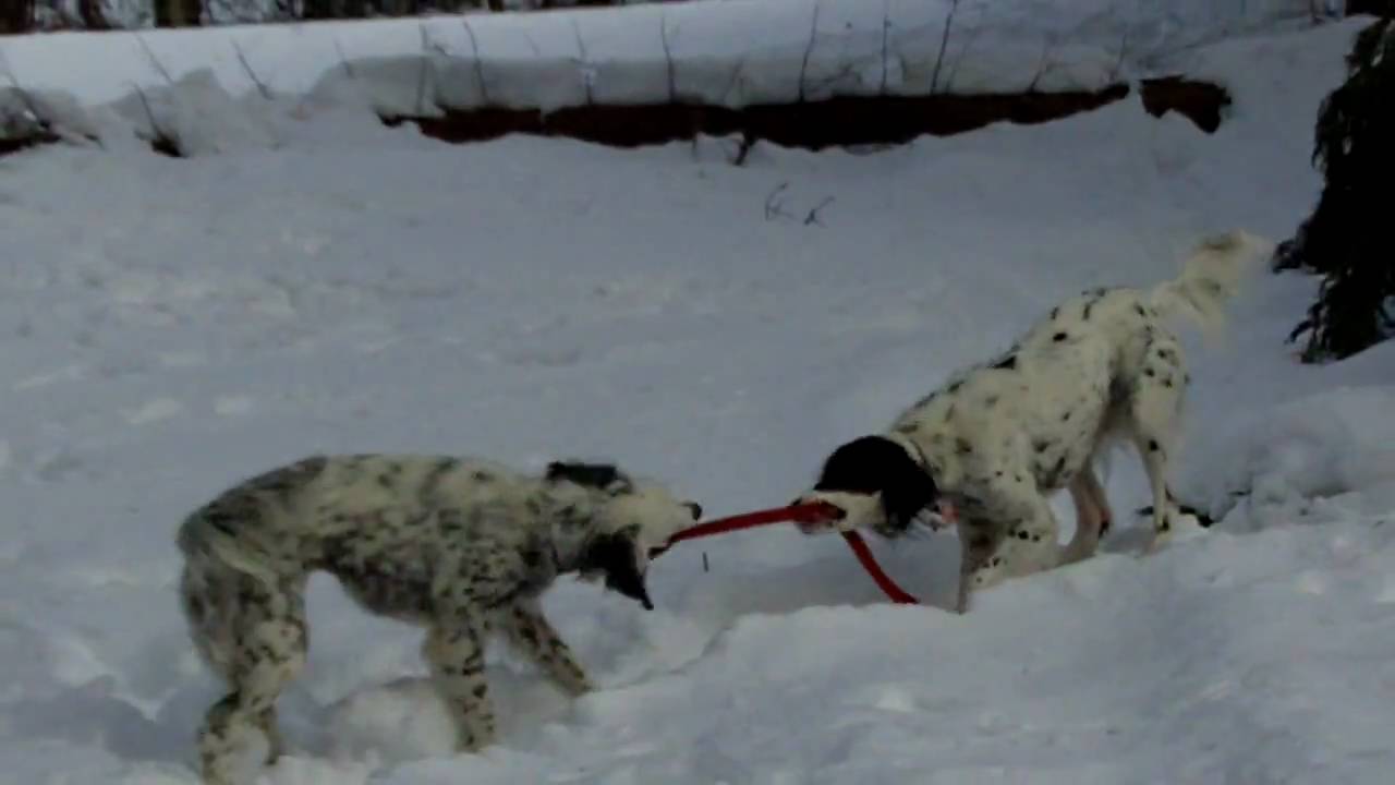 More Lily and Bridger