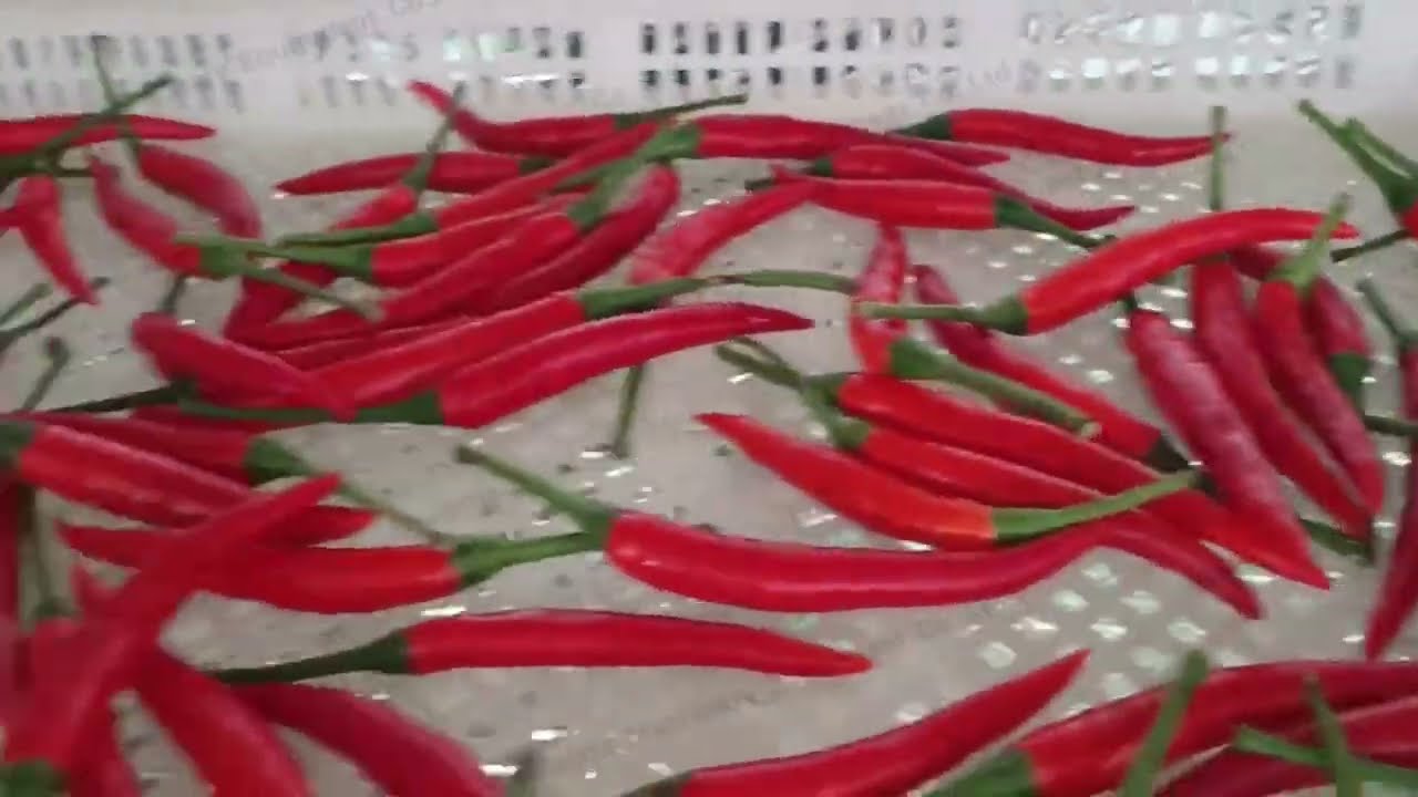 Minimum Chili Drying Machine Small Scale Drying Machine 15 Trays Dryer