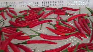 Minimum Chili Drying Machine Small Scale Drying Machine 15 Trays Dryer