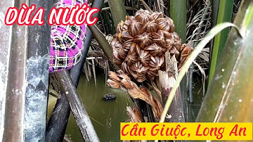 DỪA NƯỚC CHỈ CÓ Ở CẦN GIUỘC LONG AN , MIỀN TÂY