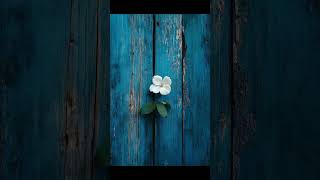 آيات من سورة فاطر للقارئ / زكي داغستاني