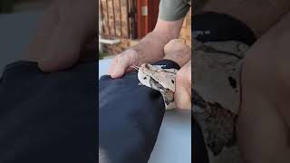 Protect yourself with Premium Security Safety Gloves from African Reptiles and Venom