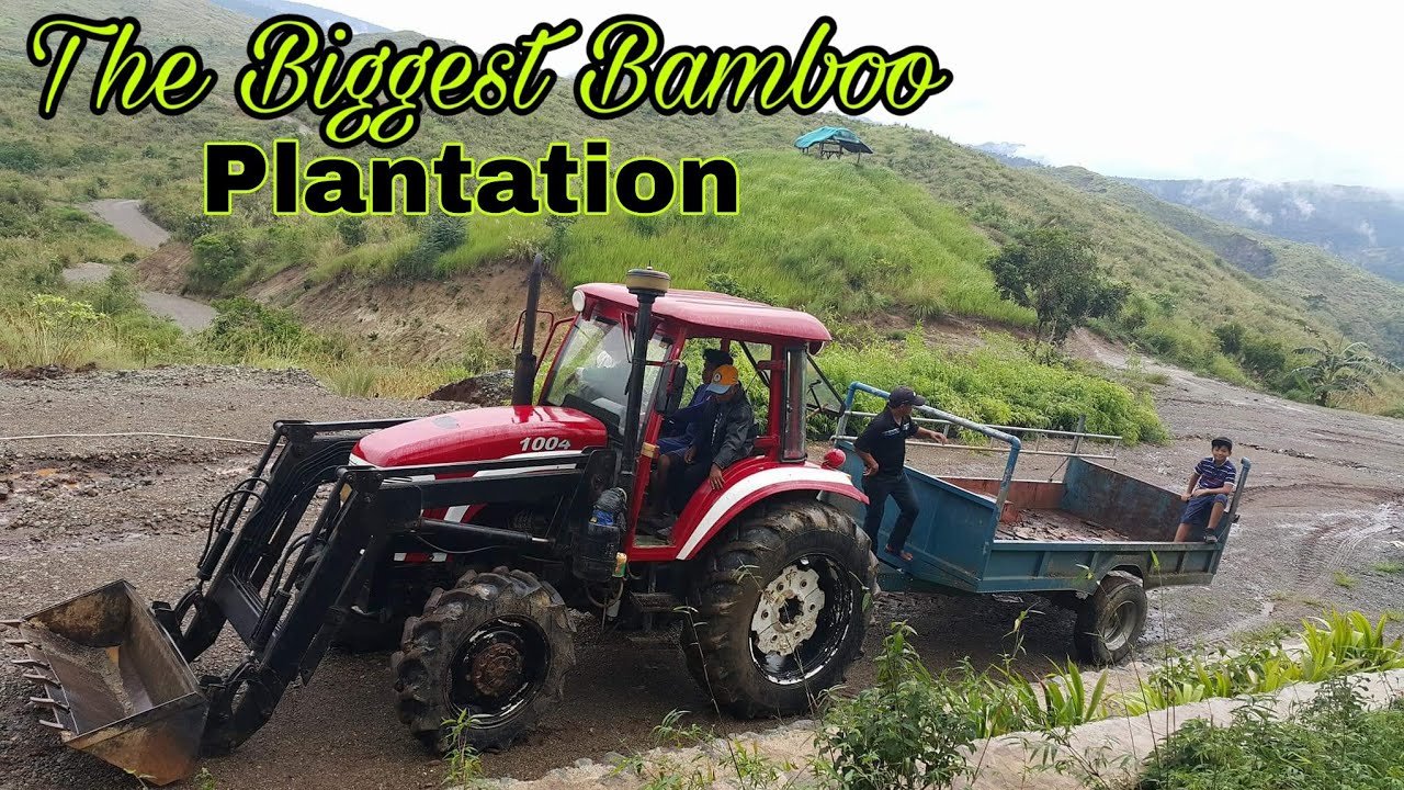 The Biggest Bamboo Plantation in the Philippines YouTube
