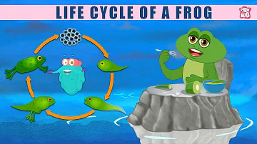 Life Cycle Of A Frog! - The Dr. Binocs Show | Best Learning Videos For Kids | Peekaboo Kidz