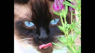 Made in the USA Snowshoe Cat Calendar 2015 by Snowshoe Cat Rescue Network 158 views 9 years ago 1 minute, 29 seconds