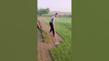 The process of digging green turf #machine #goodtools #shorts