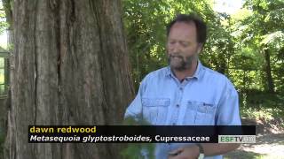Trees with Don Leopold - dawn redwood
