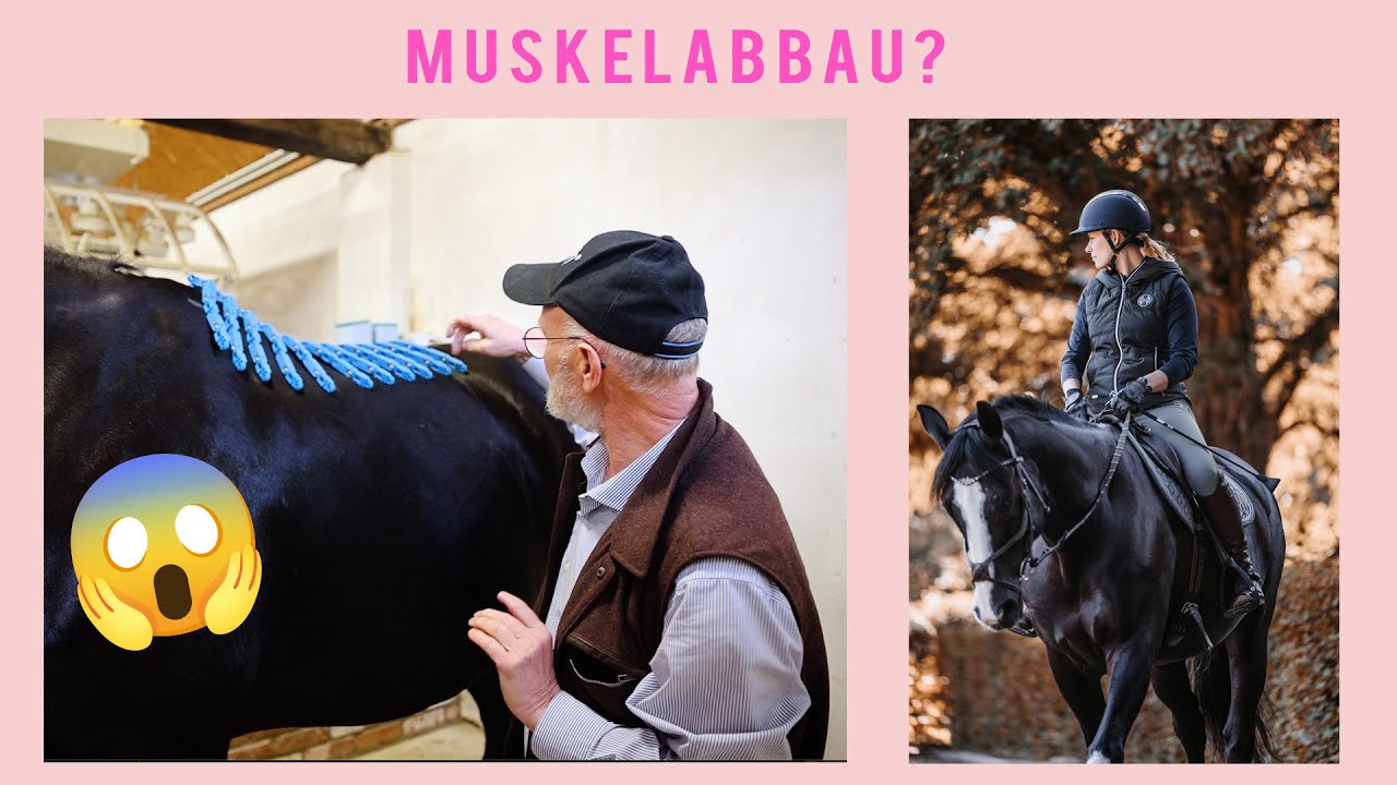Muskel Abbau messen I Rückenvermessung mit EQUISCAN I Trainingszustand und Sattel Fit vergleichen