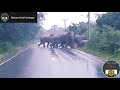 Elephant gives thanks after crossing the road in his unique style natureandheritage wildlifes