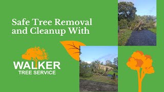 Help with Storm-Damaged Trees | Hurricane Cleanup