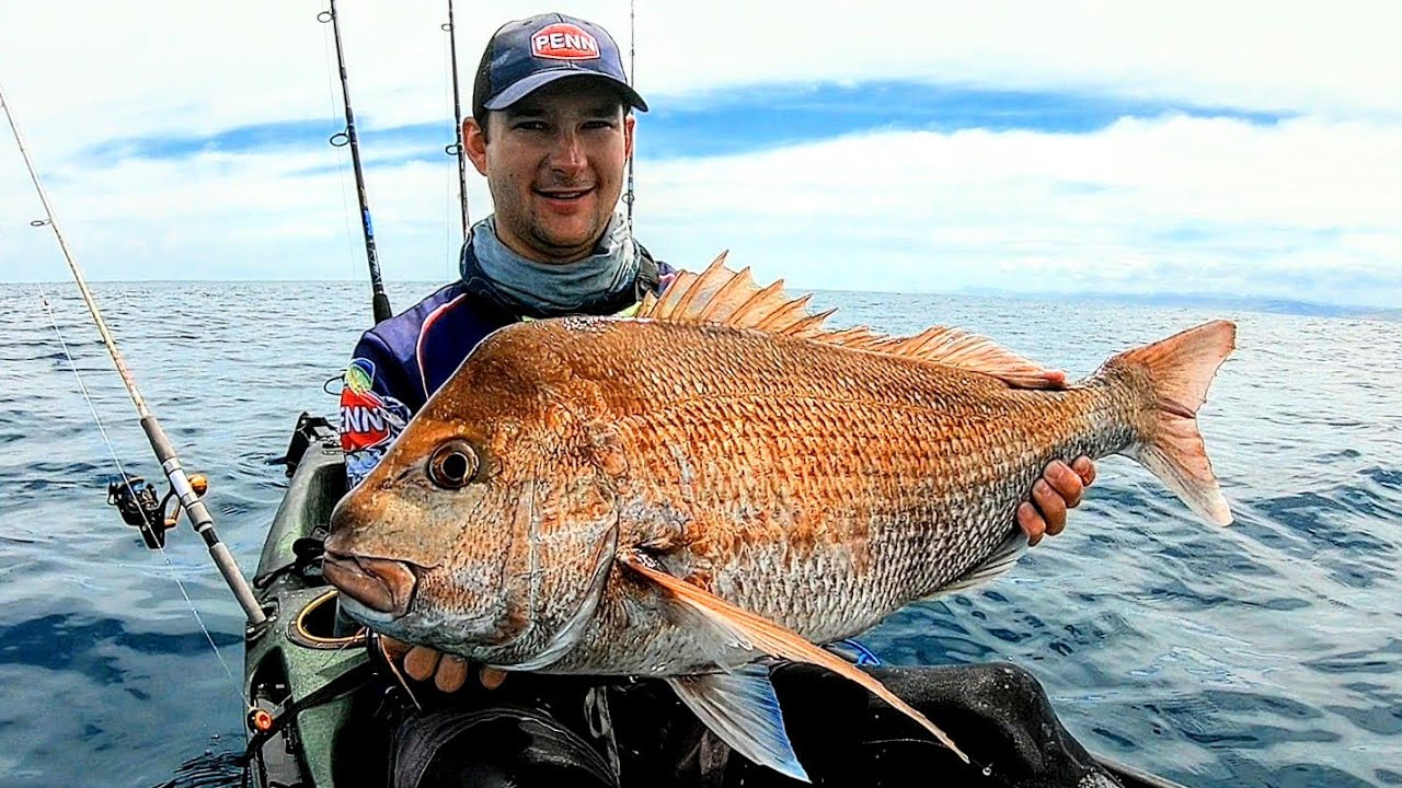 Kayak Fishing Taranaki Albacore Tuna, Kingfish and Big Snapper YouTube