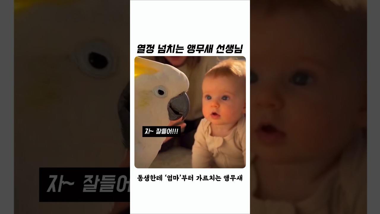 열정 넘치는 앵무새 선생님! #shorts #추천 #유머