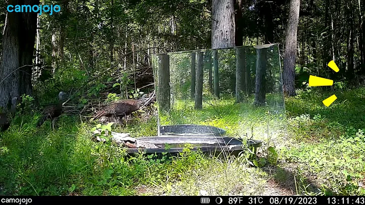 【Camojojo】Wildlife Rejoice: The Ecstasy of Animals Flourishing in the Forest.