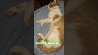 #badcat #eufaula