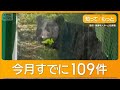 老人ホームにクマ ガラス扉の向こうで草食べる 秋田市、今月の目撃情報109件【もっと知りたい!】【グッド!モーニング】(2026年4月26日)