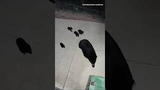 Mama black bear and energetic cubs investigate neighborhood