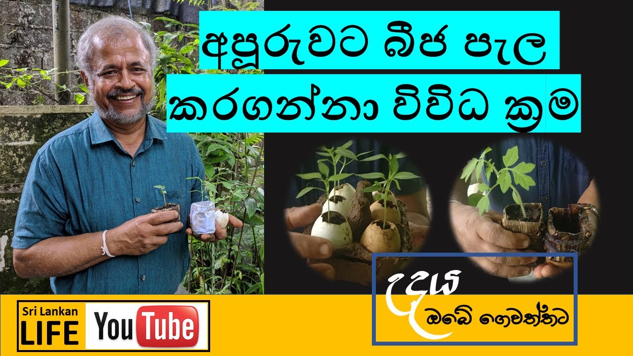 Episode 10 : අපූරු බීජ වගාක්‍රම සහ ජෛවහායන බඳුන් | How plant seeds at home in biodegradable pots