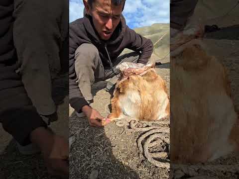 ТЕРИ ГУШТ КИЛИШ ЖАРАЙОНИ