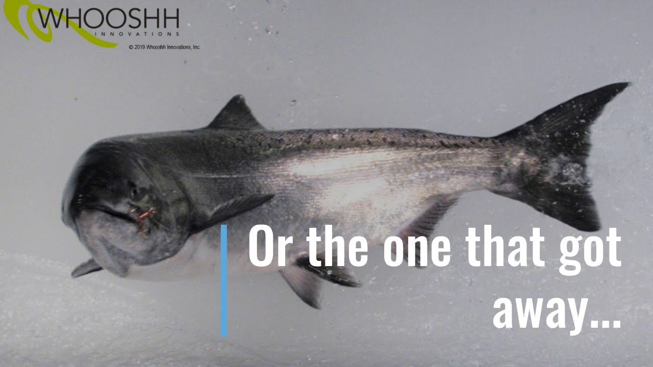 Whooshh Passage Portal