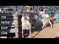 muitas cabras leiteiras na tradicional feira de Jataúba PE dia 23/04/2021 parte 1