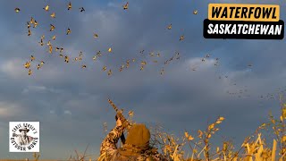 Epic Waterfowl Action at the Top of the Flyway