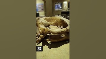 The Walking Whales of Egypt | Evolution Of Whales | الحضارة المصرية