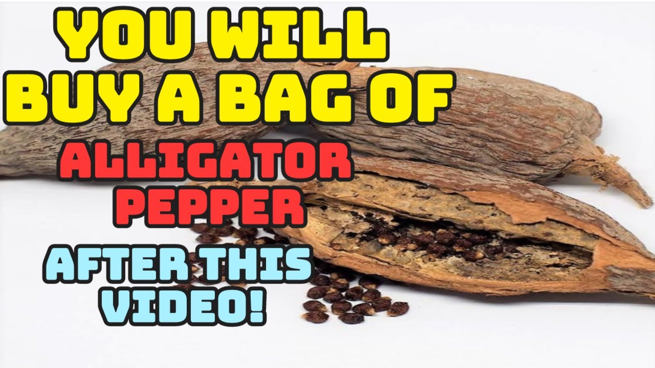 You will buy a bag of Alligator Pepper😮 After Watching This Video❤️😇