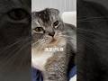 優しすぎるピーちゃん(父)と、強引過ぎるポコペン(息子)、まさかの展開に… #猫 #cat #ポコペン #猫のいる暮らし #多頭飼い