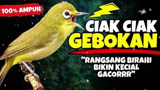 Ciak Ciak Kecial Kuning GEBOKAN Ampuh Rangsang BIRAHI Bikin Kecial GACORR‼️