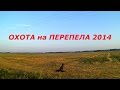 Охота на перепела с дратхаарами на Юге России. Сезон 2014г. Ч.1