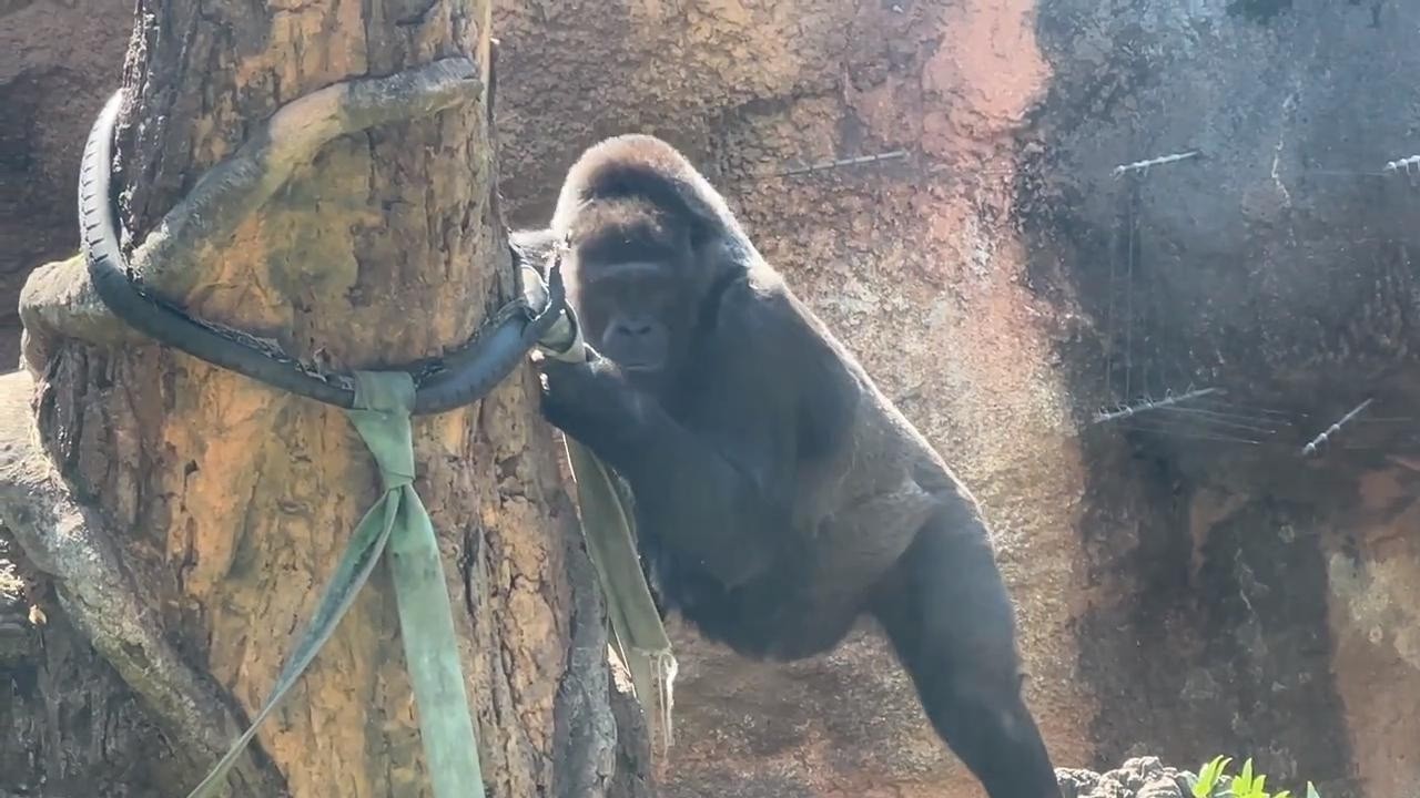 Gorilla 逃げるトト【2023年‎5月】【上野動物園】ゴリラ💗 - YouTube