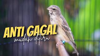 Download lagu CENGKOK MEWAH ANTI GAGAL! Masteran Blackthroat Gacor Suara Jernih MUDAH MASUK