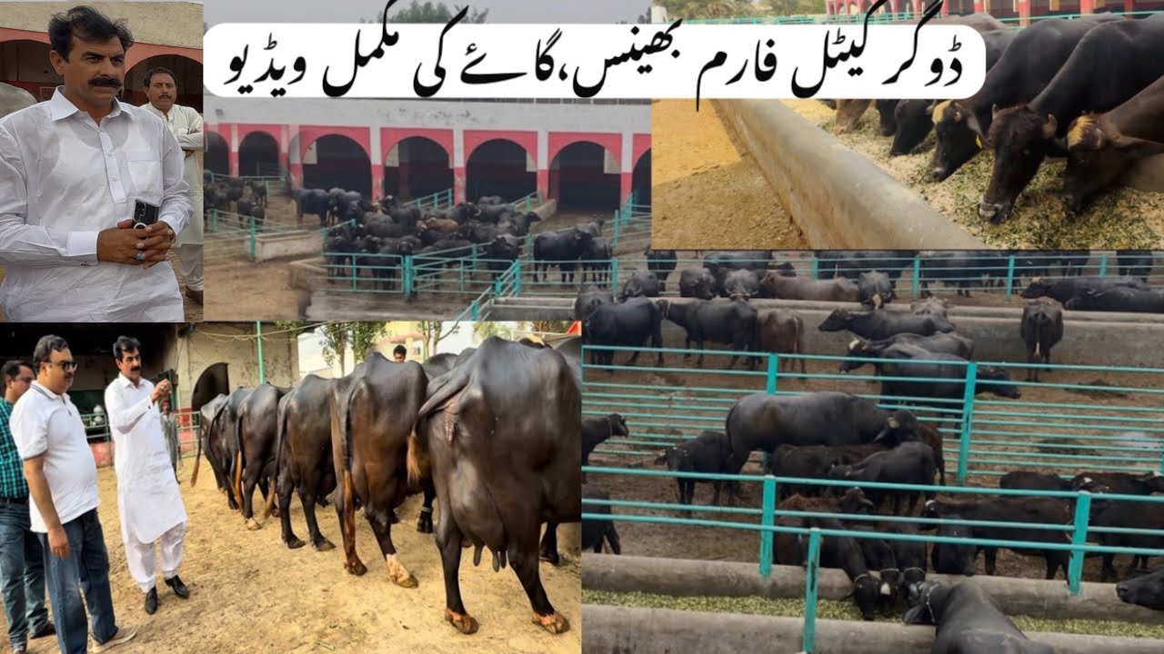 HajiShoukatDogar|Buffalo&cow||Watchfullvedio @NiliRaviBuffalo @Video_Funny_Troll @BuffaloBuLL