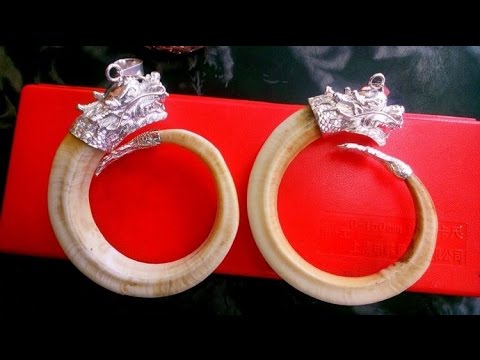 Video Bán nanh heo rừng | Nanh cọp | Nanh hổ | Nanh Sói |... - youtube