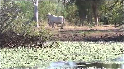 Kimberley Water Python (Liasis fuscus)