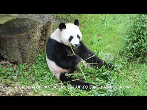 Giant Panda in Ouwehands Dierenpark (Zoo) in the Netherlands