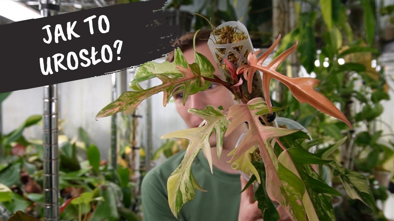 Nowe przyrosty | Philodendron Florida Beauty x Tortum oraz inne roś♦liny z growboxa