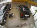 Catalytic Converter Thief - Edmonton Alberta, June 7, 2019 - 3:06PM