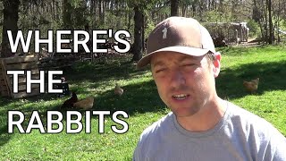 HOW TO FIND RABBITS/WHERE TO LOOK