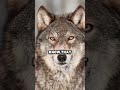 A wolf in LA for the first time in a century! 🐺