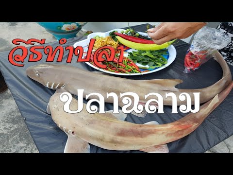 วีดีโอ: วิธีทำปลาฉลามครีโอล