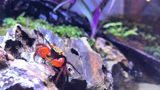 Vampire Crab Paludarium